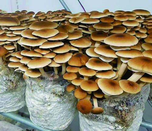 Ventajas de cultivar setas en bolsas de cultivo.